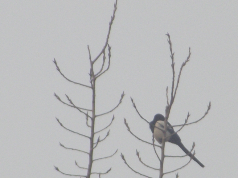 DSCF0537.JPG