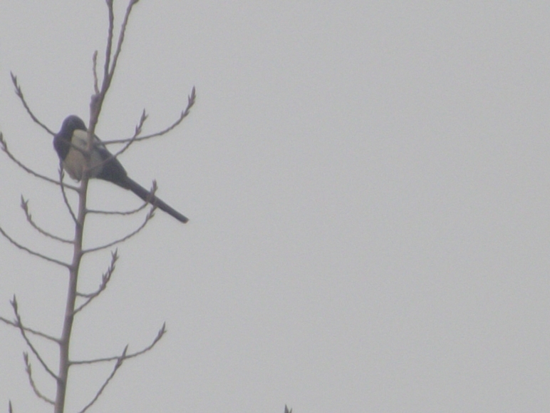 DSCF0539.JPG
