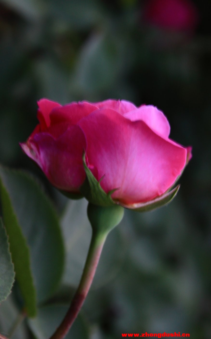 汶上玫瑰花