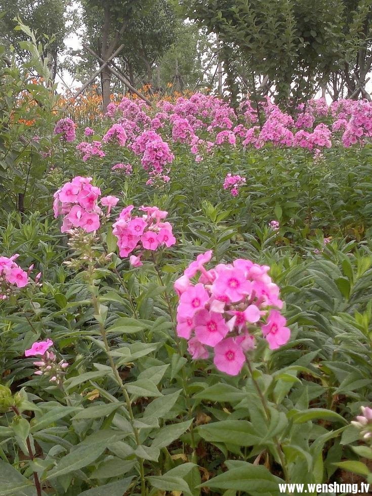 文苑广场鲜花