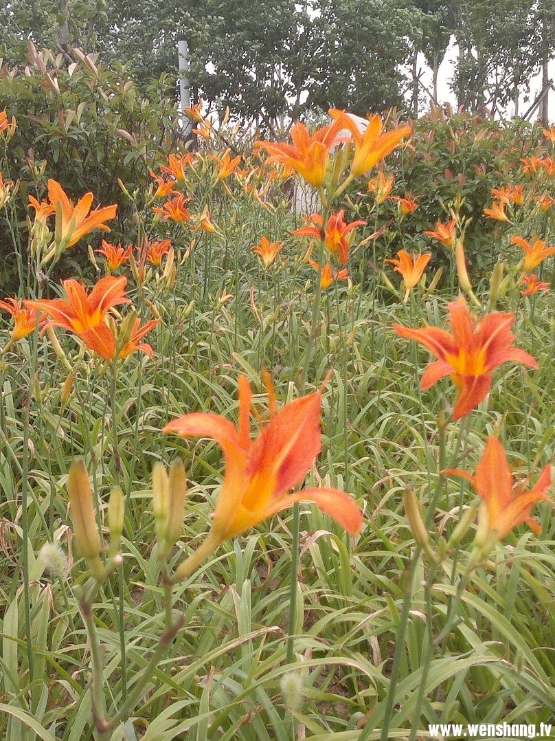 文苑广场鲜花