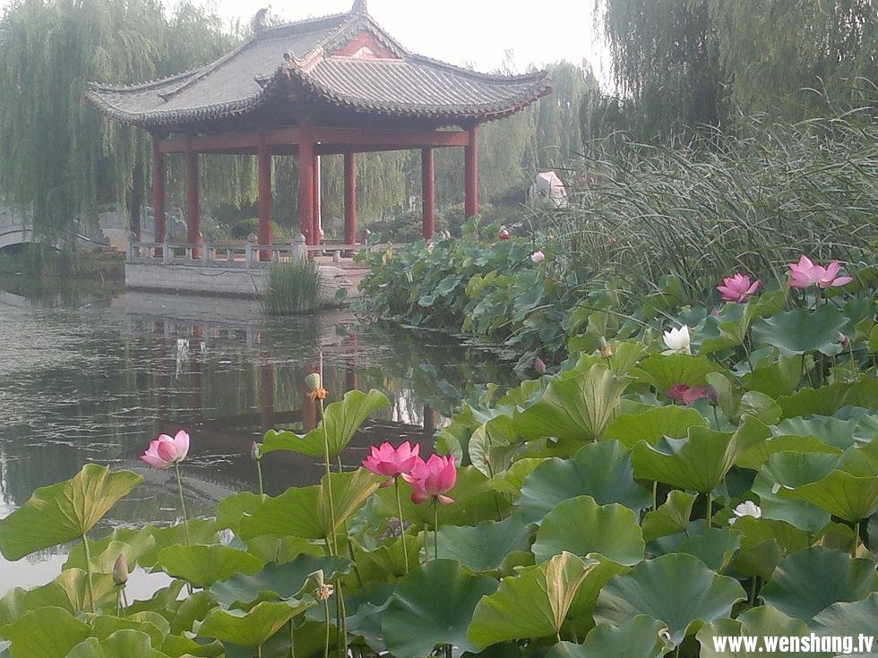 礼佛大道莲花