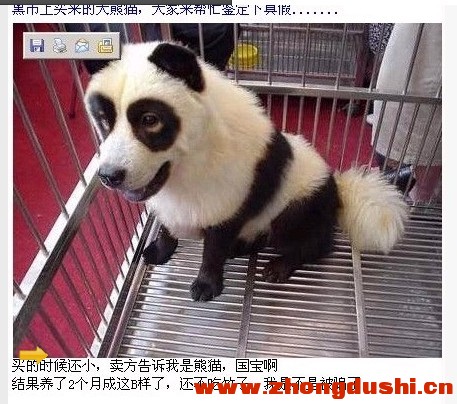 汶上大熊猫
